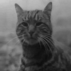 The Shadow of the Cat (1961)