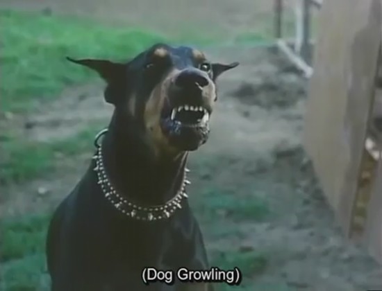 Dog Growling_000000