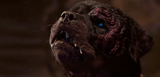 The robo-rottweiler of Rottweiler (2004)