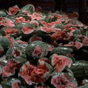 Watermelon massacre