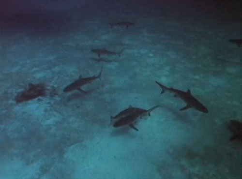 Sharks' Treasure (1975)